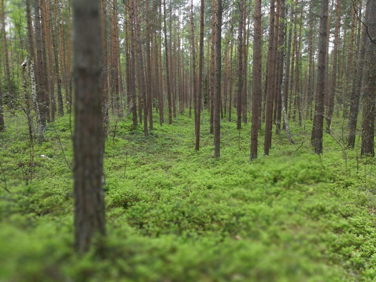 Cicha Dolinka Appartement Stegna  Buitenkant foto
